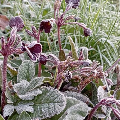 Craigieburn Community Garden plants picture three